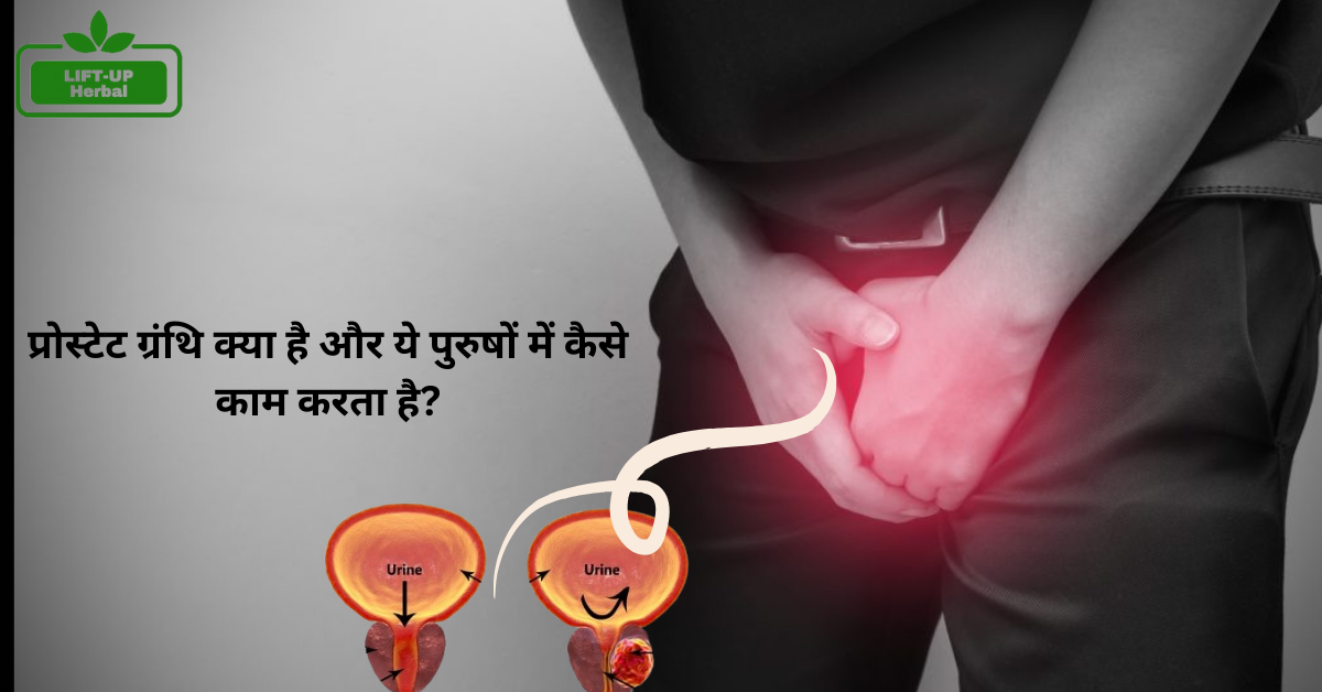 what-is-prostate-gland